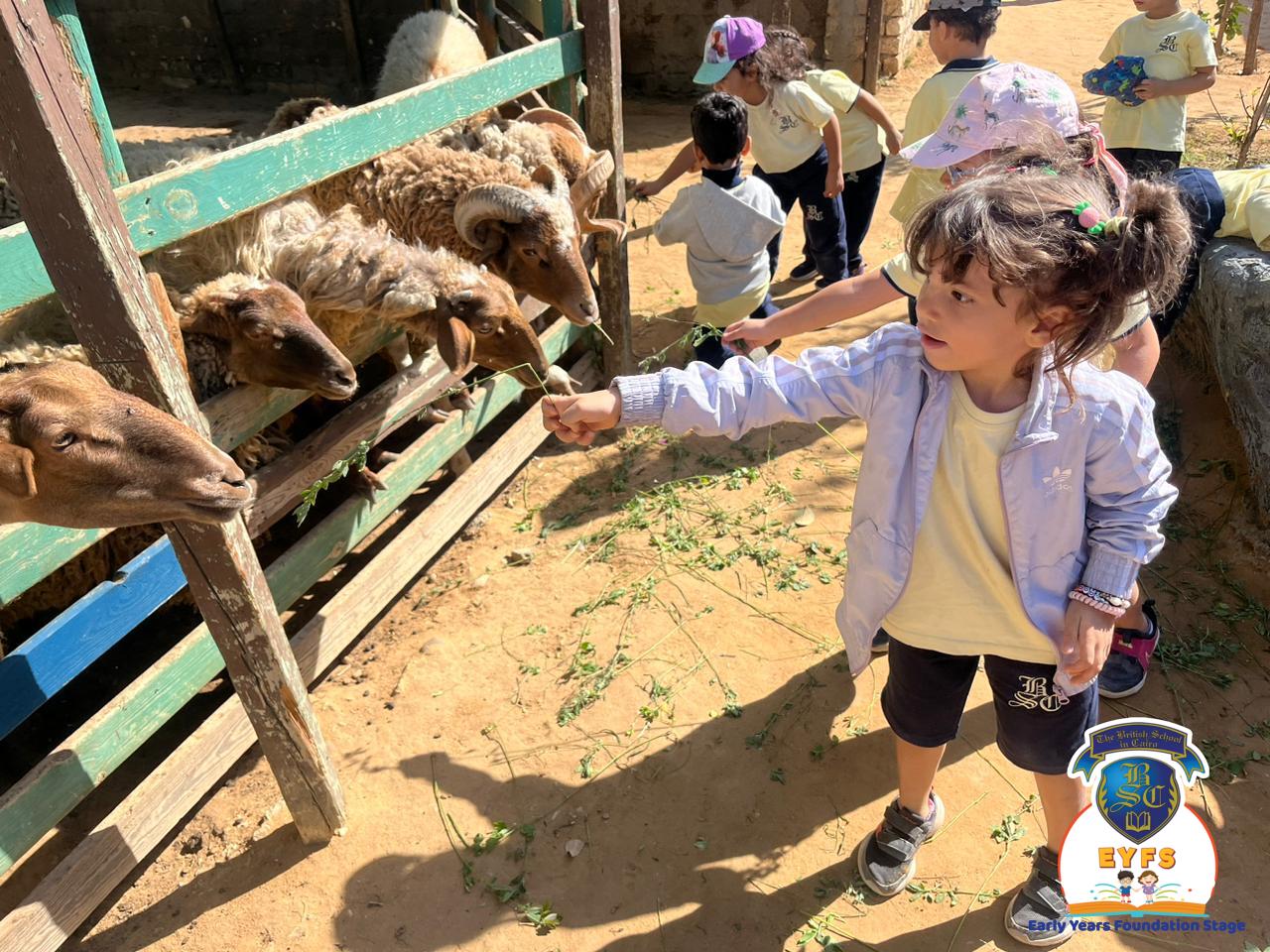 The British School in Cairo -BSC in Cairo